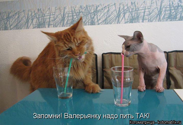 Котоматрица: Запомни! Валерьянку надо пить ТАК!