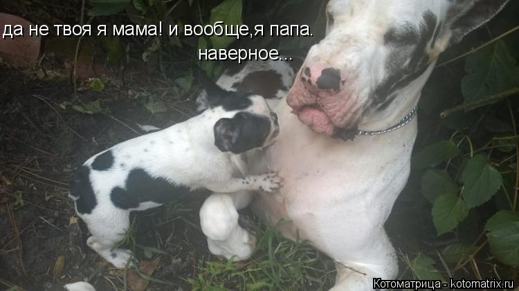 Котоматрица: да не твоя я мама! и вообще,я папа. наверное...