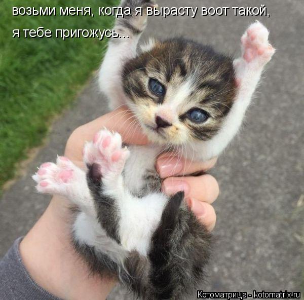Котоматрица: возьми меня, когда я вырасту воот такой, я тебе пригожусь...