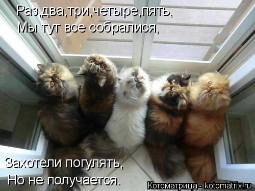 Котоматрица: Раз,два,три,четыре,пять, Мы тут все собралися, Захотели погулять, Но не получается.