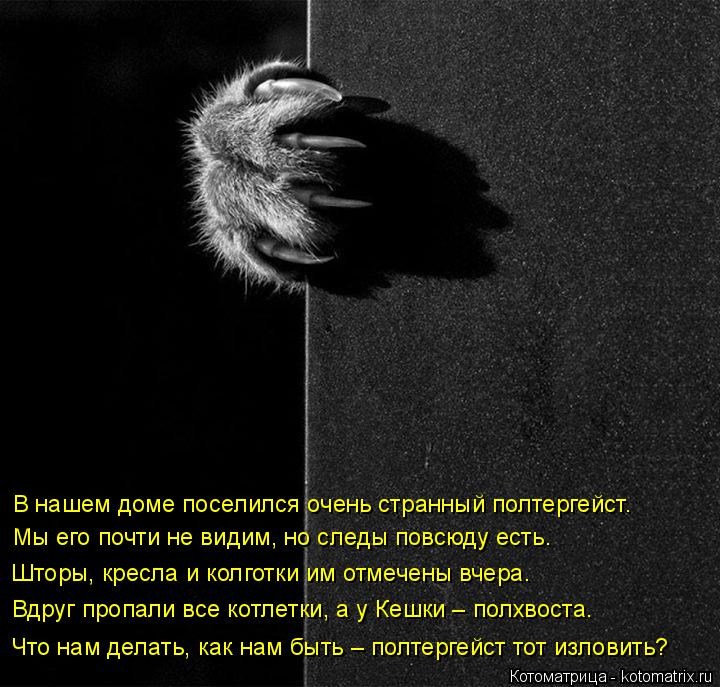 В нашем доме поселился очень странный полтергейст. Мы его почти не видим, но следы повсюду есть. Штор... Котоматрица: В нашем доме поселился очень странный полтергейст. Мы его почти не видим, но следы повсюду есть. Шторы, кресла и колготки им отмечены вчера.