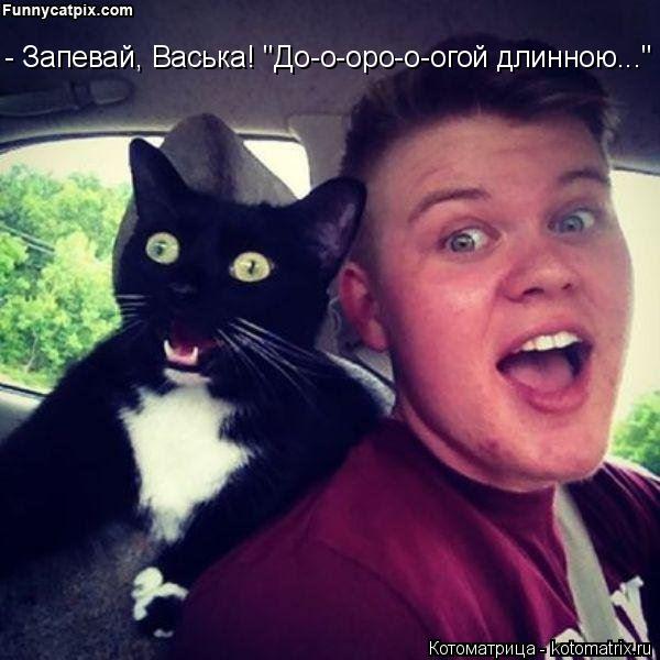 Котоматрица: - Запевай, Васька! "До-о-оро-о-огой длинною..."