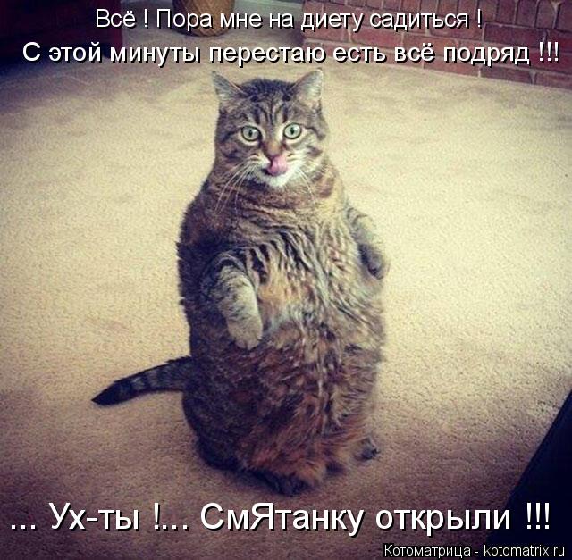 С этой минуты перестаю есть всё подряд !!! ... Ух-ты !... СмЯтанку открыли !!! Всё ! Пора мне на диет... Котоматрица: С этой минуты перестаю есть всё подряд !!! ... Ух-ты !... СмЯтанку открыли !!! Всё ! Пора мне на диету садиться !