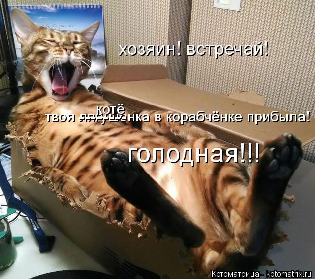 Котоматрица: твоя лягушонка в корабчёнке прибыла! -------- котё хозяин! встречай! голодная!!!