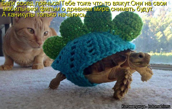 Котоматрица: Беги сосед,прячься!Тебе тоже что-то вяжут.Они на свои мобильники фильм о древнем мире снимать будут. А каникулы только начались...