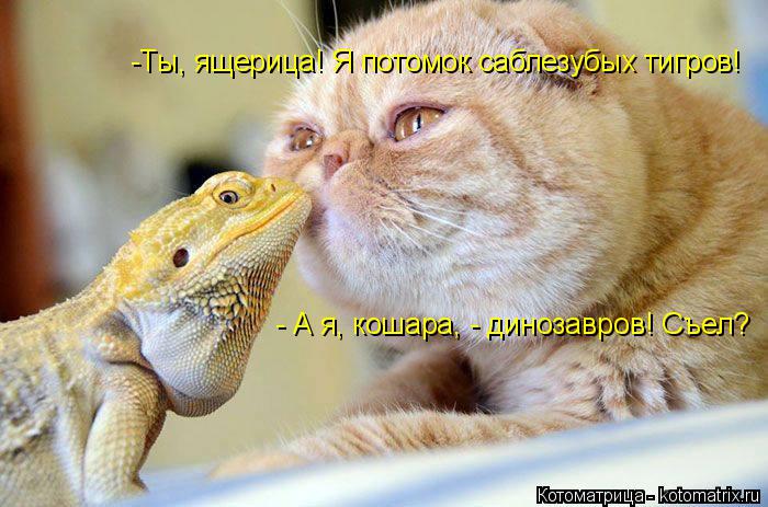 Котоматрица: - А я, кошара, - динозавров! Съел? -Ты, ящерица! Я потомок саблезубых тигров!