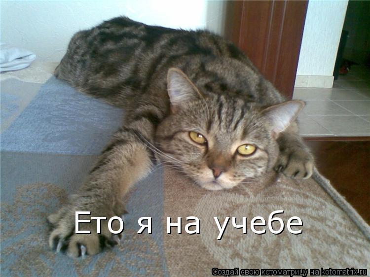 Котоматрица: Ето я на учебе