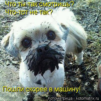 Котоматрица: Что ты так смотришь? Что-тот не так? Пошли скорее в машину!