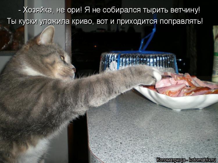 Котоматрица: - Хозяйка, не ори! Я не собирался тырить ветчину! Ты куски уложила криво, вот и приходится поправлять!