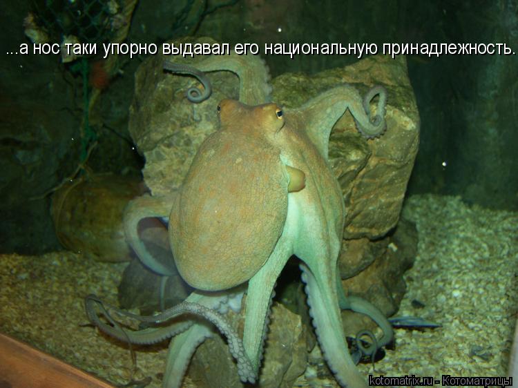 Котоматрица: ...а нос таки упорно выдавал его национальную принадлежность...