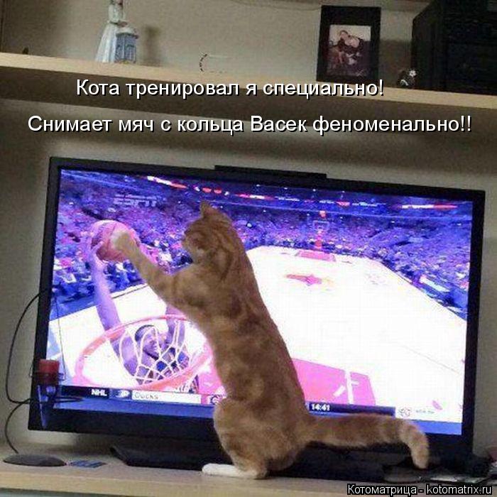 Котоматрица: Кота тренировал я специально! Снимает мяч с кольца Васек феноменально!!