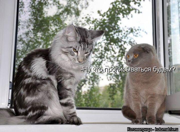 -Ну что,прописываться будем?... Котоматрица: -Ну что,прописываться будем?