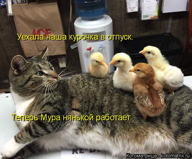 Уехала наша курочка в отпуск. Теперь Мура нянькой работает.... Котоматрица: Уехала наша курочка в отпуск. Теперь Мура нянькой работает.
