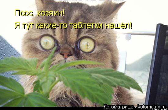 Котоматрица: Пссс, хозяин! Я тут какие-то таблетки нашёл!