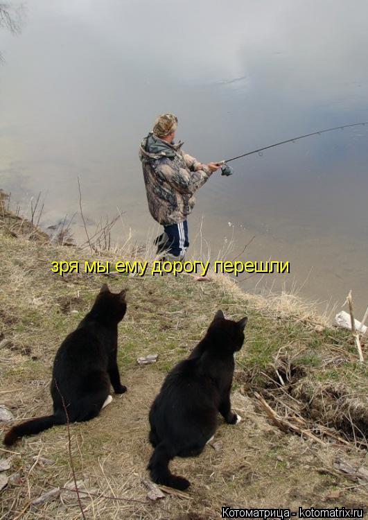 Котоматрица: зря мы ему дорогу перешли
