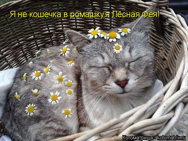 Котоматрица: Я не кошечка в ромашку,я Лесная Фея!
