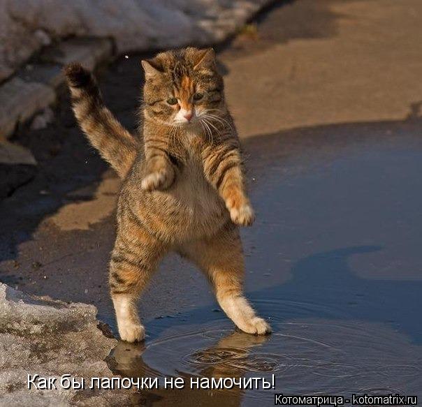 Котоматрица: Как бы лапочки не намочить!
