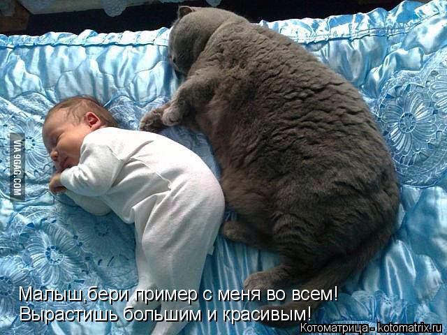 Котоматрица: Малыш,бери пример с меня во всем! Вырастишь большим и красивым!