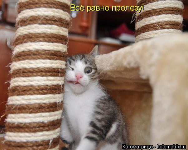 Котоматрица: Всё равно пролезу!