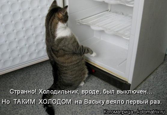 Но ТАКИМ ХОЛОДОМ на Ваську веяло первый раз. Странно! Холодильник, вроде, был выключен...... Котоматрица: Но ТАКИМ ХОЛОДОМ на Ваську веяло первый раз. Странно! Холодильник, вроде, был выключен...