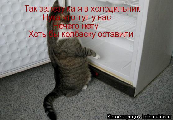 Котоматрица: Так залезу ка я в холодильник Нука что тут у нас Нечего нету Хоть бы колбаску оставили