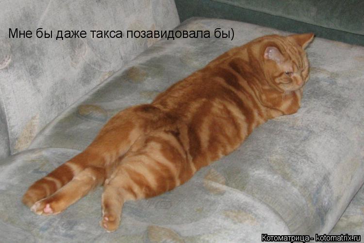 Котоматрица: Мне бы даже такса позавидовала бы)