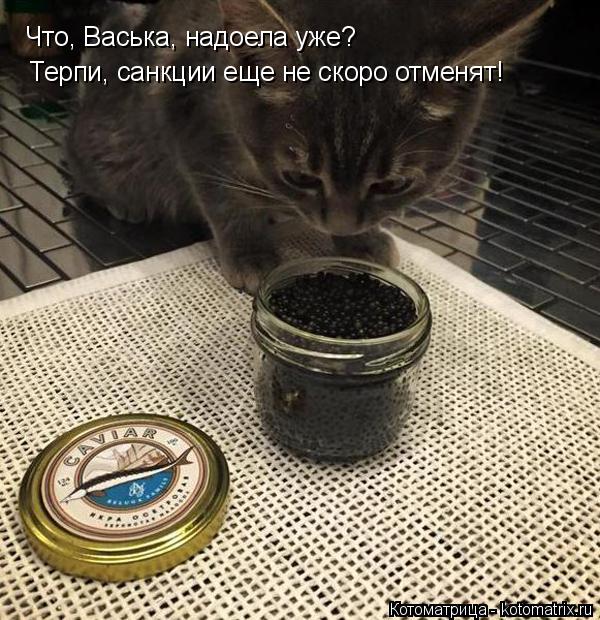Котоматрица: Что, Васька, надоела уже? Терпи, санкции еще не скоро отменят!