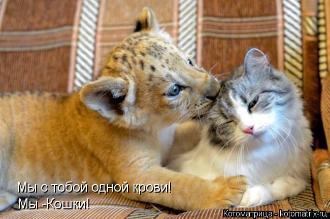 Котоматрица: Мы с тобой одной крови! Мы -Кошки!