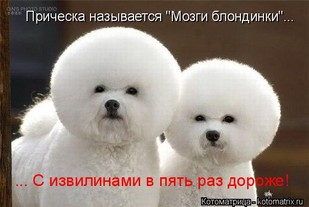 Котоматрица: Прическа называется "Мозги блондинки"... ... С извилинами в пять раз дороже!