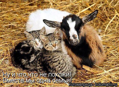 Котоматрица: Ну и что,что не похожи! Вместе мы одна семья!