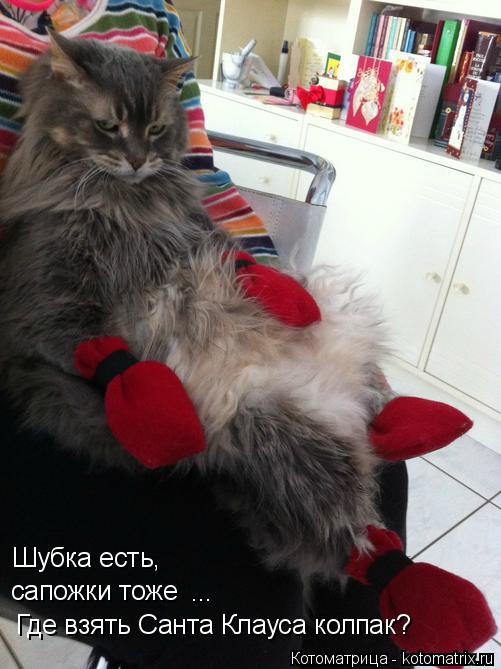 Котоматрица: сапожки тоже Шубка есть, ... Где взять Санта Клауса колпак?