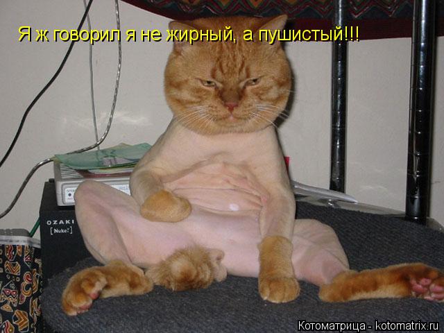 Котоматрица: Я ж говорил я не жирный, а пушистый!!!