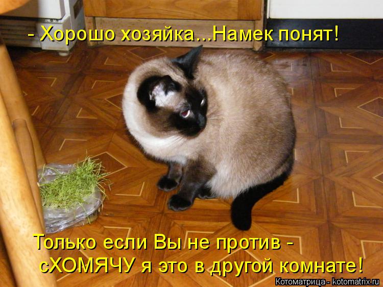 Котоматрица: - Хорошо хозяйка...Намек понят! Только если Вы не против -  сХОМЯЧУ я это в другой комнате!