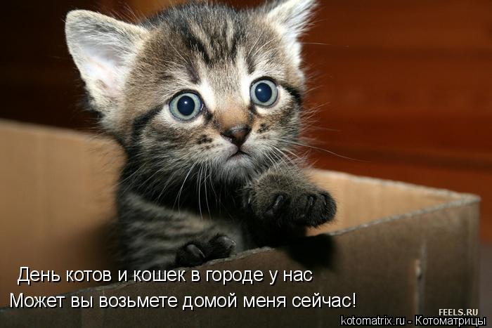 День котов и кошек в городе у нас Может вы возьмете домой меня сейчас!... Котоматрица: День котов и кошек в городе у нас Может вы возьмете домой меня сейчас!
