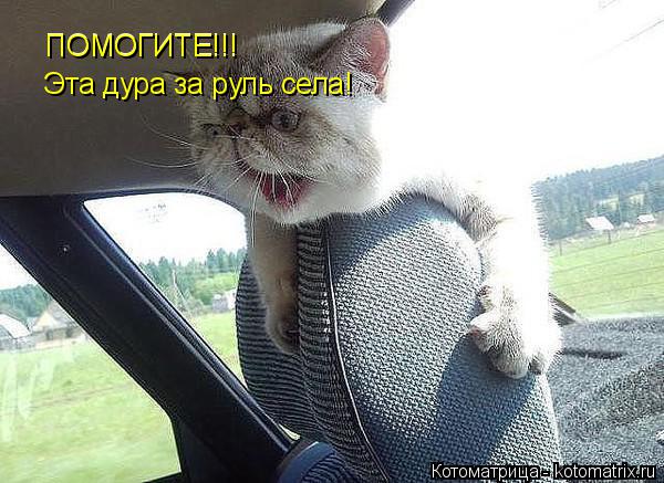 Котоматрица: ПОМОГИТЕ!!! ПОМОГИТЕ!!! ПОМОГИТЕ!!! Эта дура за руль села!