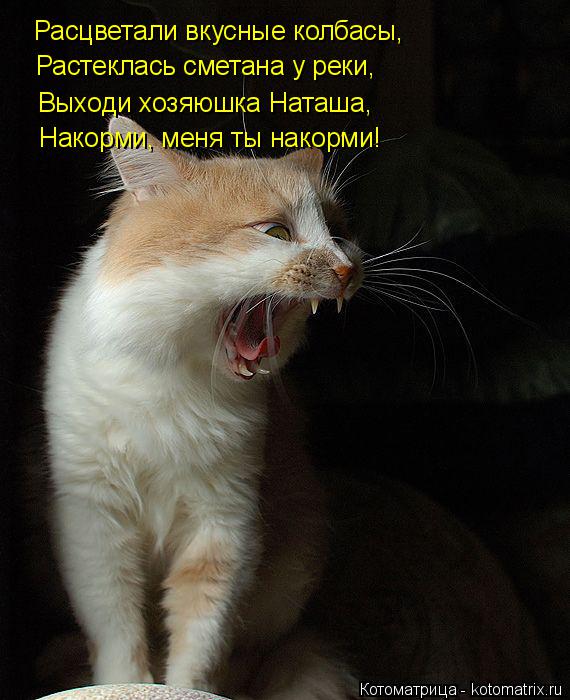 Котоматрица: Расцветали вкусные колбасы, Растеклась сметана у реки, Выходи хозяюшка Наташа, Накорми, меня ты накорми!