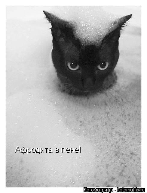 Котоматрица: Афродита в пене!