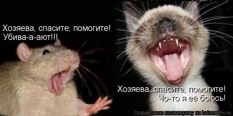 Котоматрица: Хозяева, спасите, помогите! Убива-а-ают!!! Хозяева, спасите, помогите! Чо-то я её боюсь!
