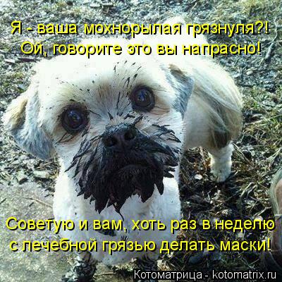 Котоматрица: Советую и вам, хоть раз в неделю с лечебной грязью делать маски! Я - ваша мохнорылая грязнуля?! Ой, говорите это вы напрасно!