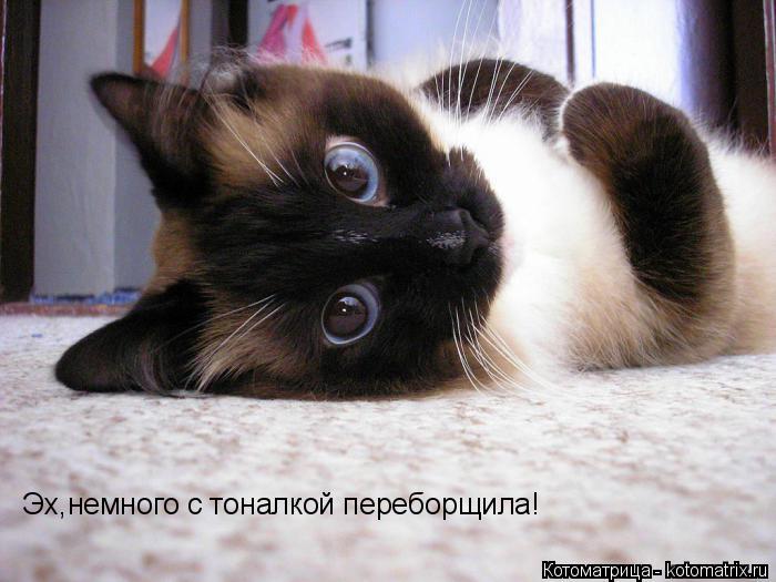Котоматрица: Эх,немного с тоналкой переборщила!
