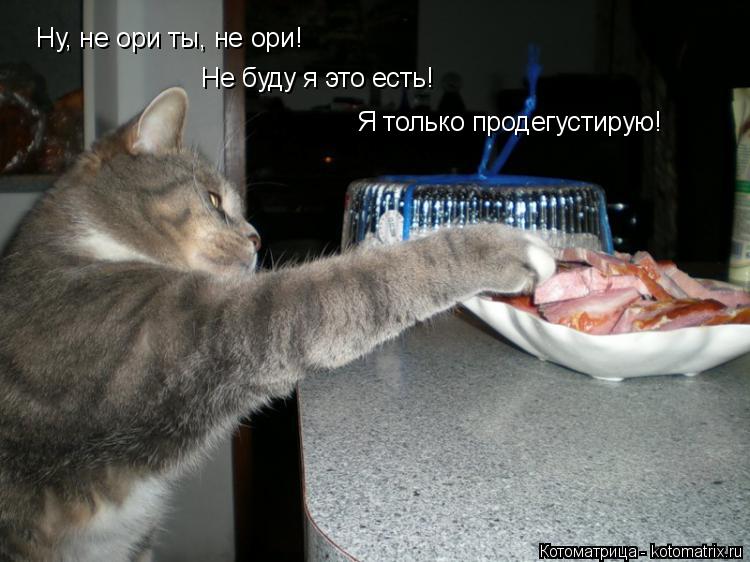 Котоматрица: Ну, не ори ты, не ори! Не буду я это есть! Я только продегустирую!