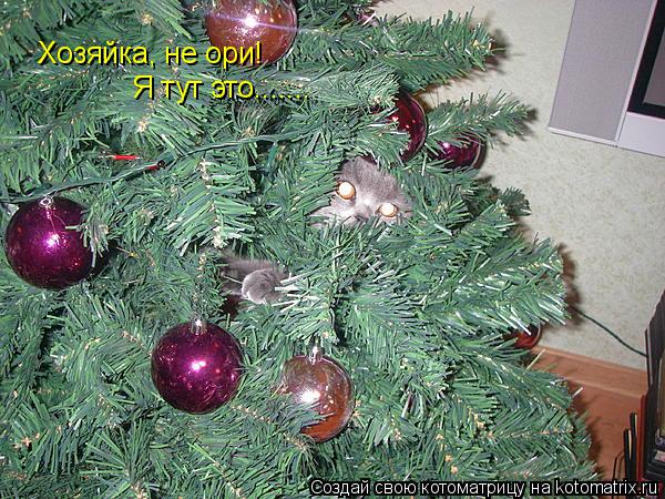 Хозяйка, не ори! Я тут это.......... Котоматрица: Хозяйка, не ори! Я тут это.......