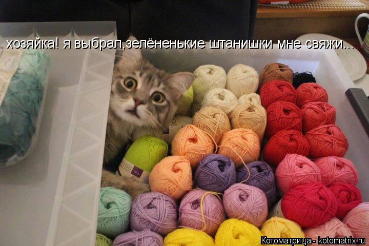 Котоматрица: хозяйка! я выбрал,зелёненькие штанишки мне свяжи...