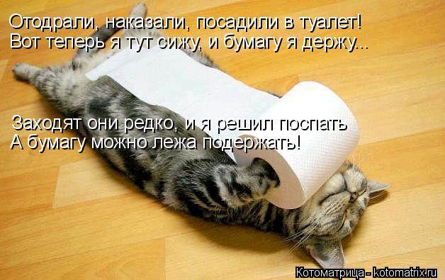 Котоматрица: Заходят они редко, и я решил поспать Отодрали, наказали, посадили в туалет! А бумагу можно лежа подержать! Вот теперь я тут сижу, и бумагу я де