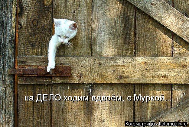 Котоматрица: на ДЕЛО ходим вдвоём, с Муркой...