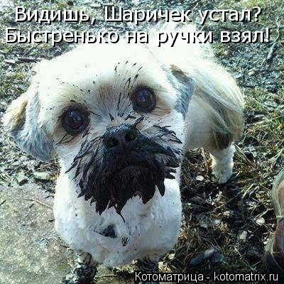 Котоматрица: Видишь, Шаричек устал? Быстренько на ручки взял!