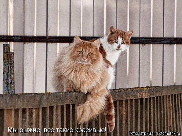Мы рыжие, все такие красивые!... Котоматрица: Мы рыжие, все такие красивые!