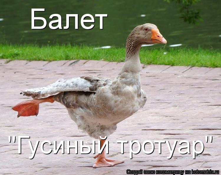 Котоматрица: Балет "Гусиный тротуар"