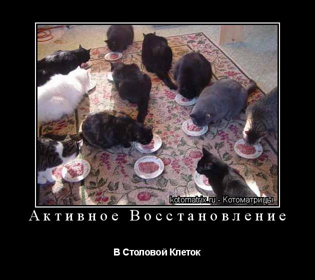 Активное Восстановление В Столовой Клеток... Котоматрица: Активное Восстановление В Столовой Клеток