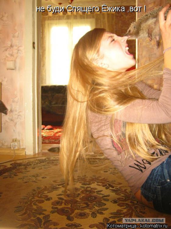 не буди Спящего Ёжика ,вот !... Котоматрица: не буди Спящего Ёжика ,вот !